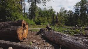 Best Tree Maintenance Programs  in Kingston Springs, TN