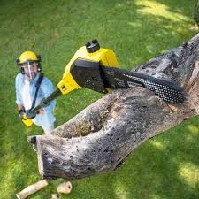 Reliable Kingston Springs, TN Tree Removal Solutions