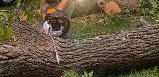 How Our Tree Care Process Works  in  Kingston Springs, TN