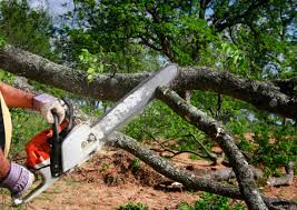 Best Fruit Tree Pruning  in Kingston Springs, TN