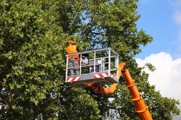 Best Tree Preservation Services  in Kingston Springs, TN