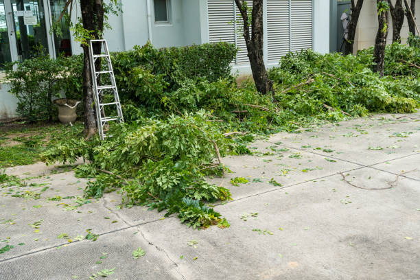 Best Tree Health Inspection  in Kingston Springs, TN