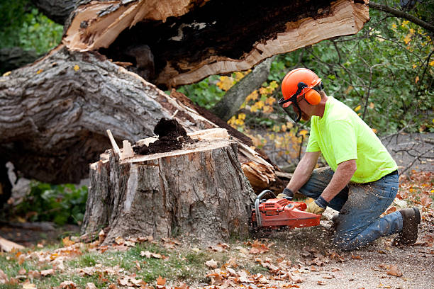 Best Storm Damage Tree Cleanup  in Kingston Springs, TN