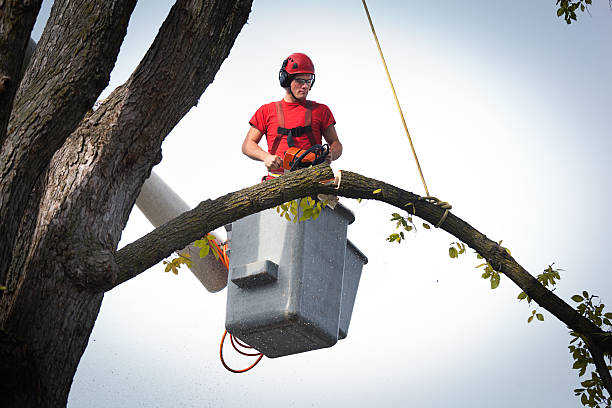 Best Tree Risk Assessment  in Kingston Springs, TN