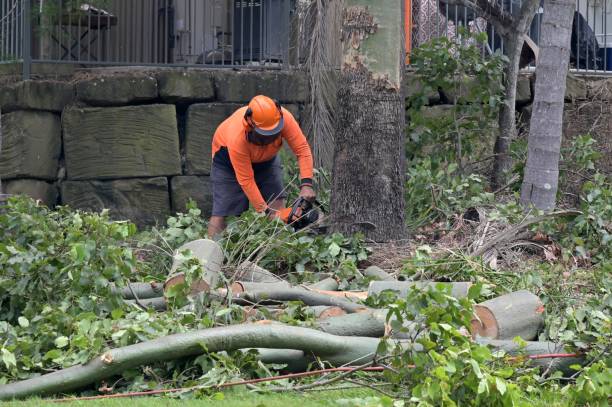 Best Tree and Shrub Care  in Kingston Springs, TN