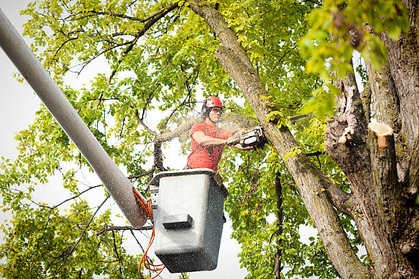 Best Tree Cabling and Bracing  in Kingston Springs, TN